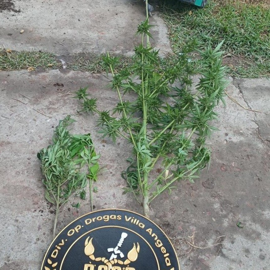 Villa &Aacute;ngela: LOGRAN EL SECUESTRO DE 3 PLANTAS DE MARIHUANA Y LA DETENCI&Oacute;N DE UN J&Oacute;VEN DE 25 A&Ntilde;OS