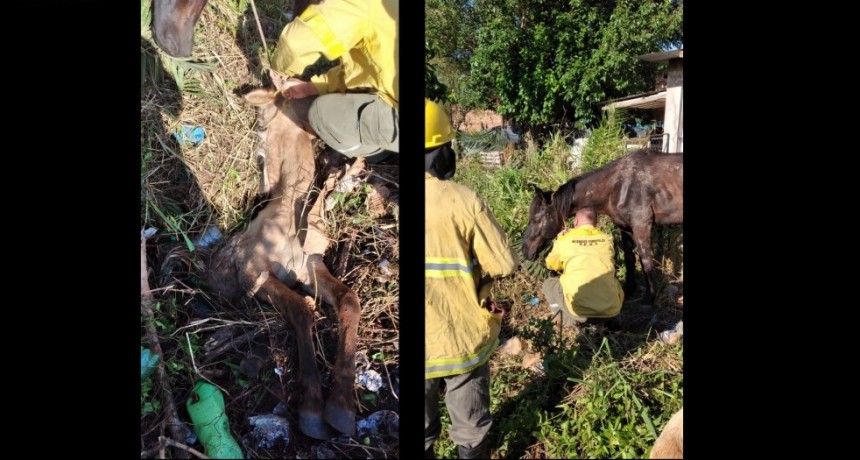 Villa &Aacute;ngela: LA DIVISI&Oacute;N DE BOMBEROS LOGR&Oacute; EL RESCATE DE UN EQUINO CA&Iacute;DO EN UN POZO