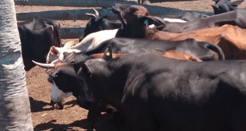 Lote 23: TRAS VARIOS D&Iacute;AS DE INVESTIGACI&Oacute;N DIERON CON LA HACIENDA DENUNCIADA COMO SUSTRA&Iacute;DA