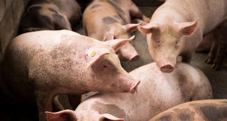 EL SENASA DECLAR&Oacute; EL ALERTA SANITARIA EN TODO EL PA&Iacute;S ANTE LA AMENAZA DE LA PESTE PORCINA AFRICANA