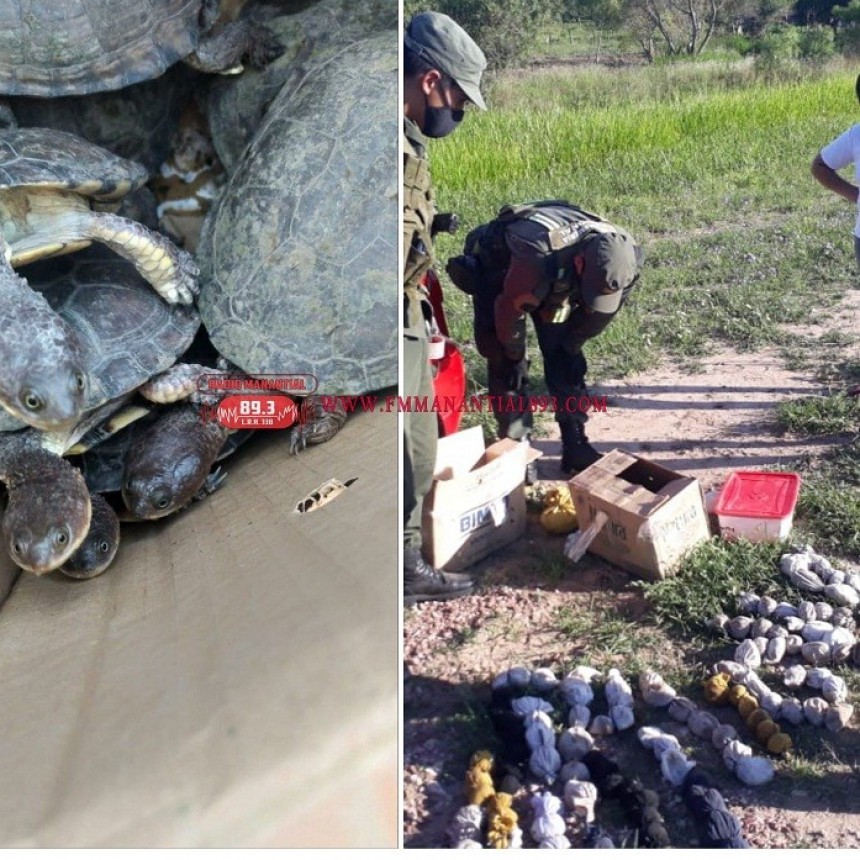 Tramo Villa Berthet- Quitilipi: GENDARMER&Iacute;A DETUVO A UNA PAREJA POR MALTRATO ANIMAL | Las  especies secuestradas fueron puestas a resguardo en el zool&oacute;gico de S&aacute;enz Pe&ntilde;a 