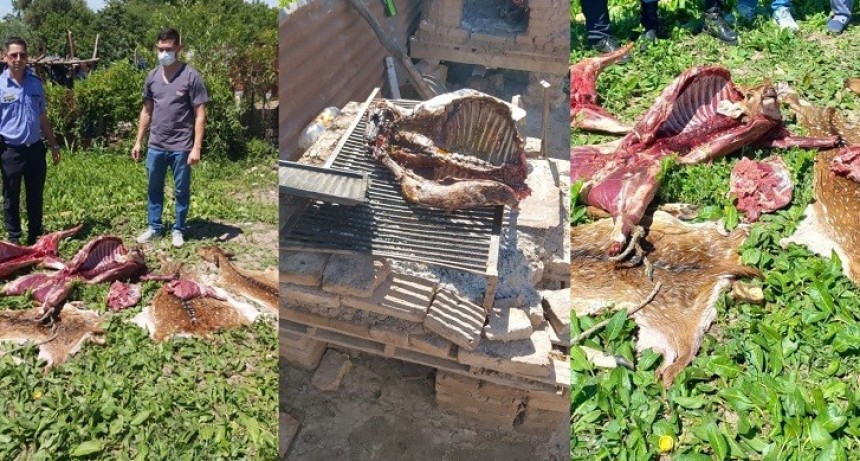 S&aacute;enz Pe&ntilde;a: ROBARON CIERVOS DEL COMPLEJO ECOL&Oacute;GICO Y LOS ENCONTRARON FAENADOS EN UN DOMICILIO 