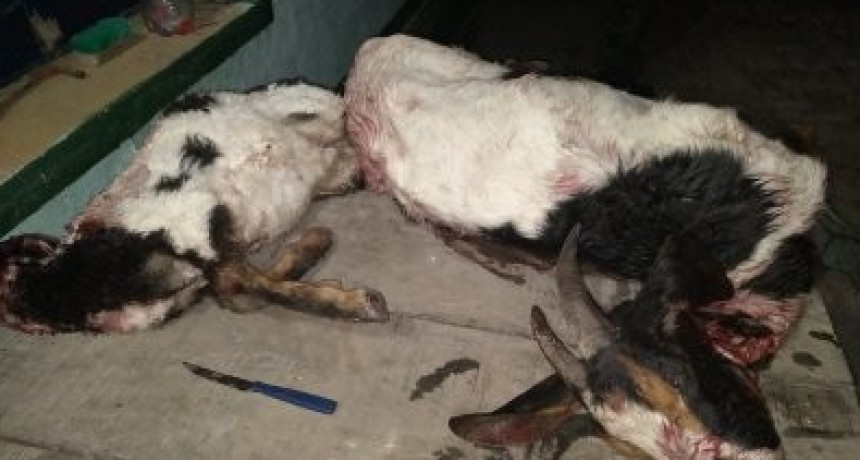 Charata: LLEVABAN ANIMALES SIN VIDA Y TERMINARON DETENIDOS