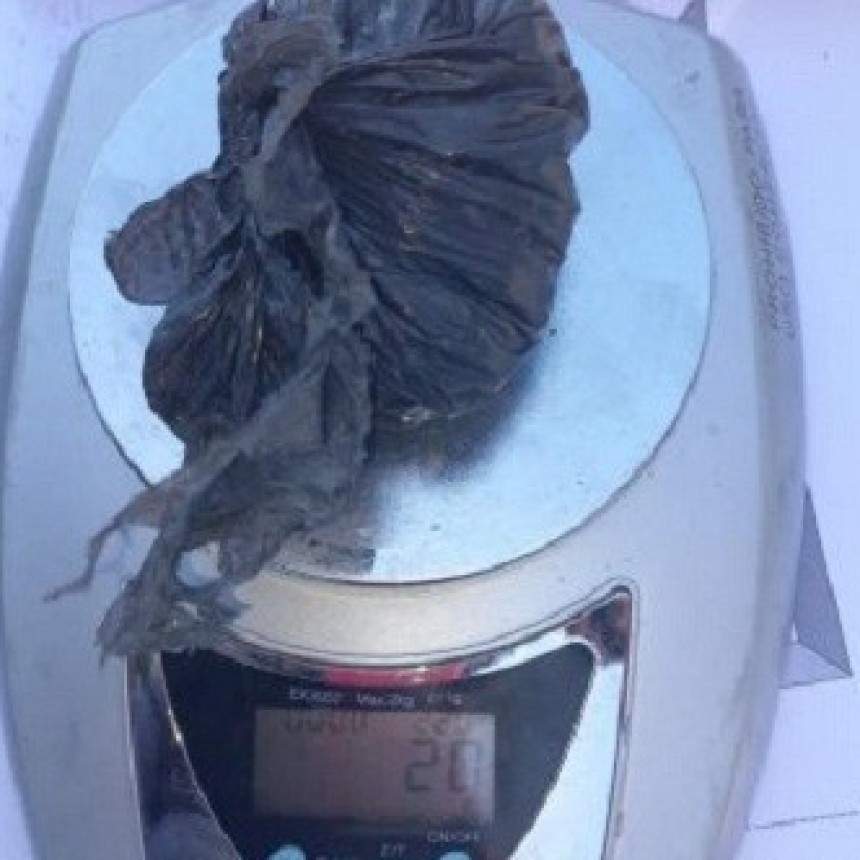 SAN BERNARDO: DESCUBRIERON MARIHUANA EN SU PODER Y LO APREHENDIERON