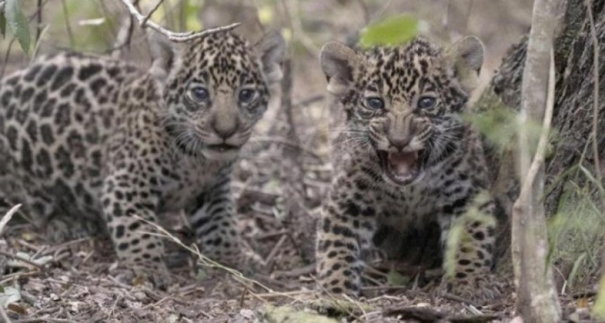 Trasladaron al Iber&aacute; a dos cachorros de yaguaret&eacute; nacidos en Chaco