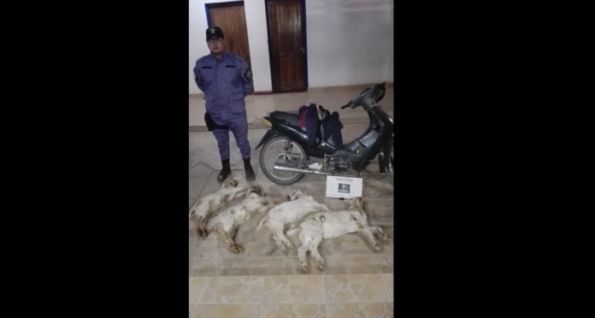 Concepci&oacute;n del Bermejo: ENTRARON A UN CAMPO AJENO Y SE LLEVARON CUATRO CABRITOS QUE ABANDONARON AL VER LA PATRULLA