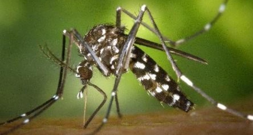 MOLESTA PROLIFERACI&Oacute;N DE MOSQUITOS POR LAS LLUVIAS