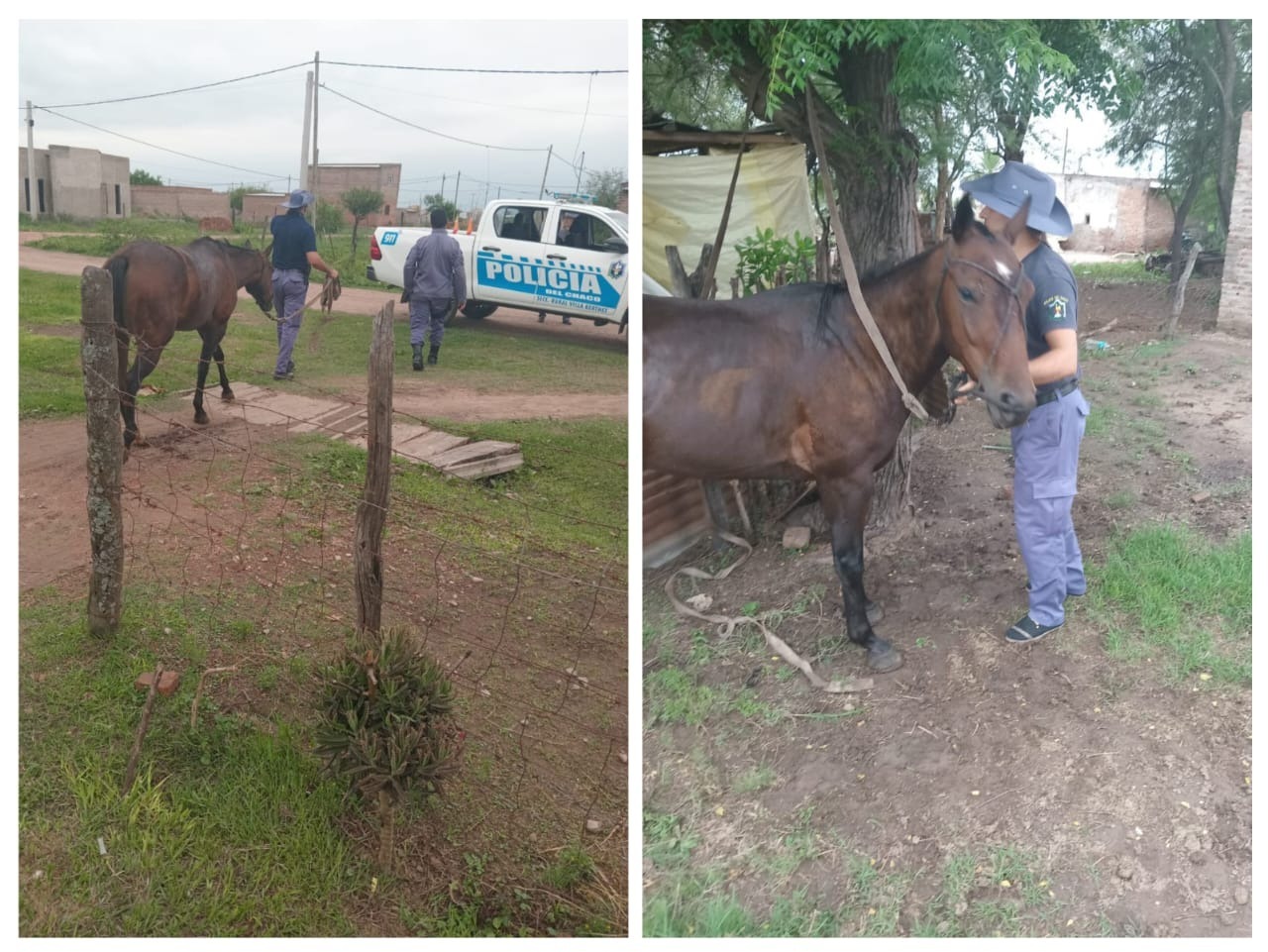 Villa Berthet: HALLARON UN EQUINO QUE FUE SUSTRA&Iacute;DO HACE UNOS D&Iacute;AS