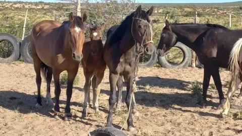 Confirman la presencia de encefalomielitis equina en el NEA