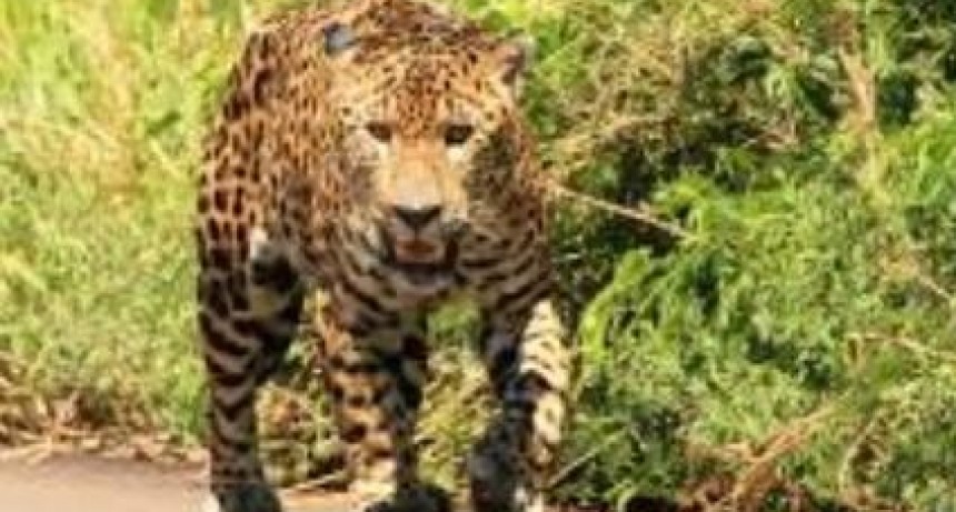 DÍA DEL YAGUARETÉ: QUEDAN SOLO 250 EJEMPLARES EN LA ARGENTINA