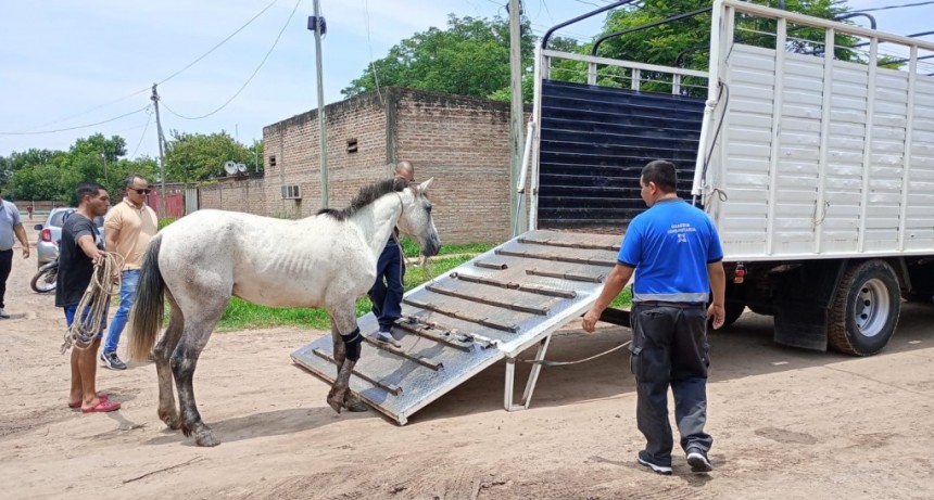 TRACCI&Oacute;N A SANGRE CERO: UN EQUINO PARTICIP&Oacute; DE UN SINIESTRO VIAL Y SU DUE&Ntilde;O FUE R&Aacute;PIDAMENTE DETENIDO
