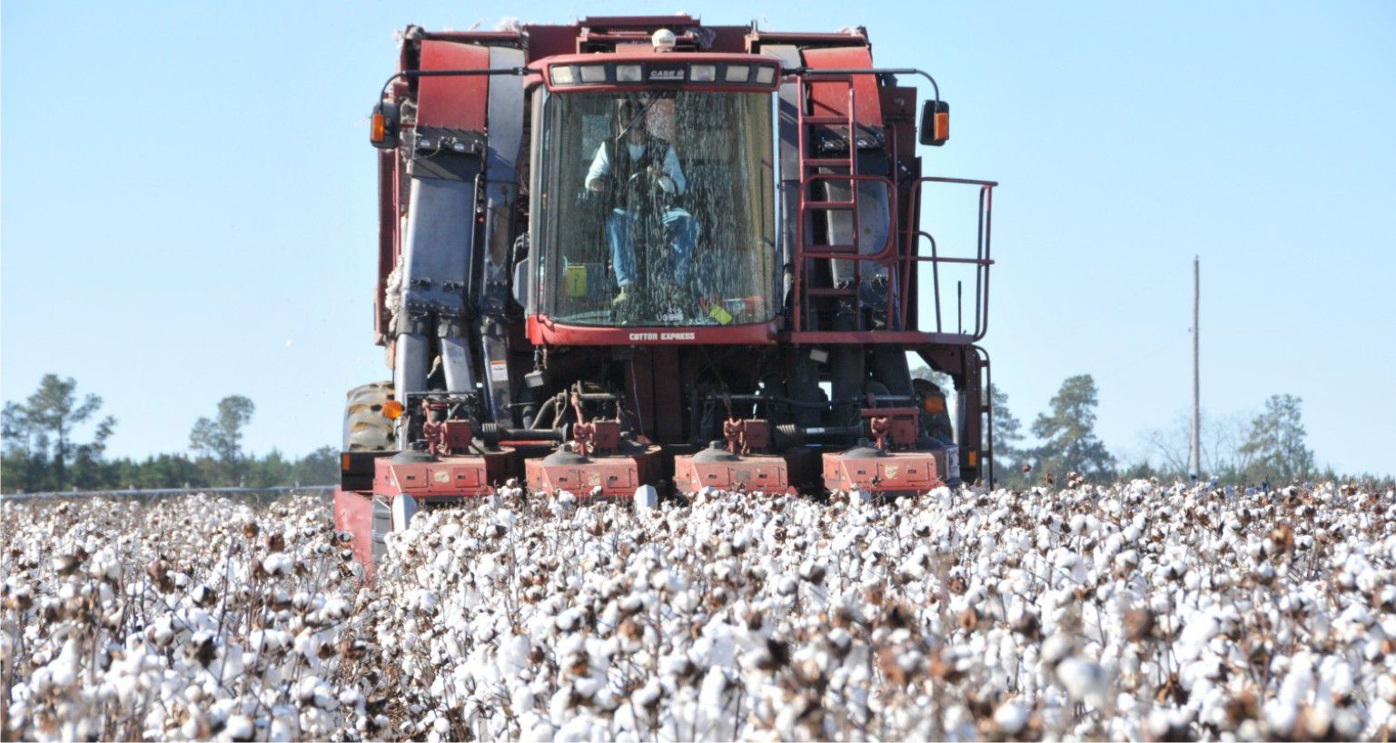 SE LANZÓ LA LÍNEA DE CRÉDITO “NBCH + SEMILLAS” PARA PRODUCTORES ALGODONEROS