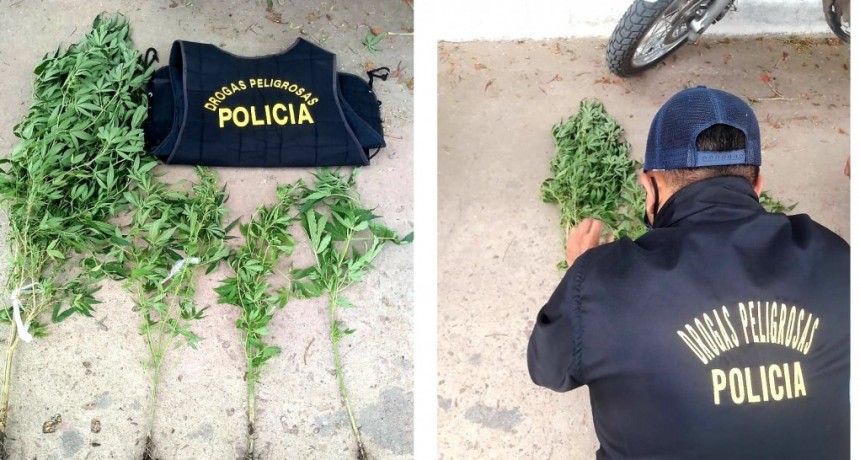 Villa &Aacute;ngela: UNA PERSONA TRANSPORTABA PLANTAS DE MARIHUANA, EL DELINCUENTE LOGR&Oacute; HUIR