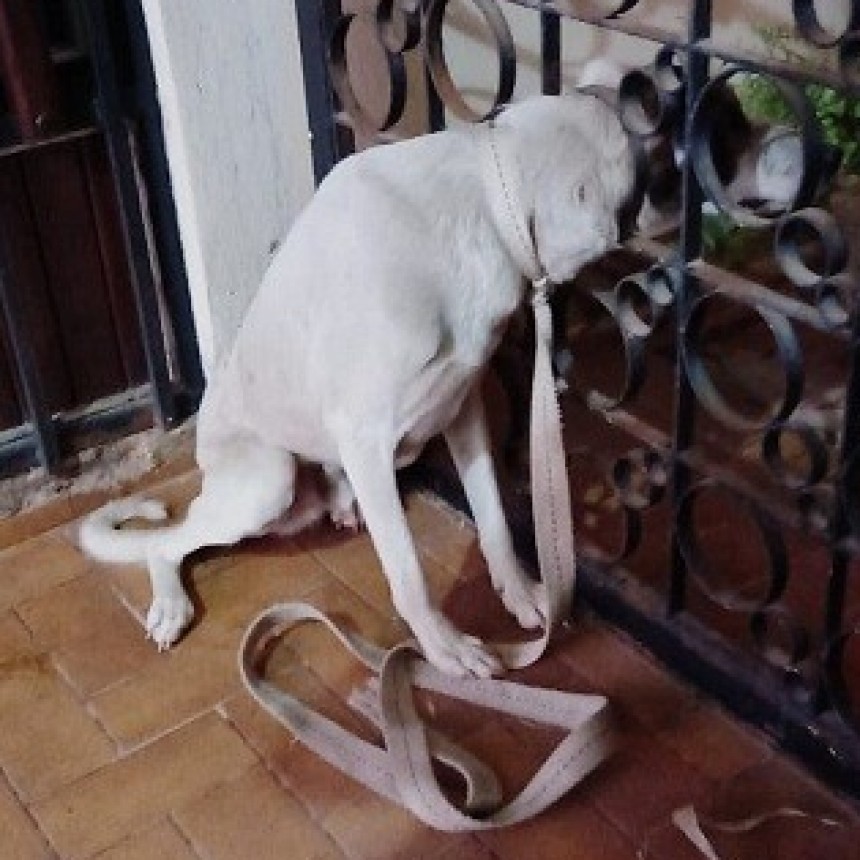 Villa &Aacute;ngela: BOMBEROS RESCATARON UN PERRO QUE QUED&Oacute; ATRAPADO EN UNA REJA