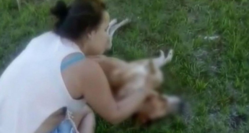 Terrible: denunciaron a un hombre por matar a un perro de un palazo para cortar una pelea entre canes en Machagai