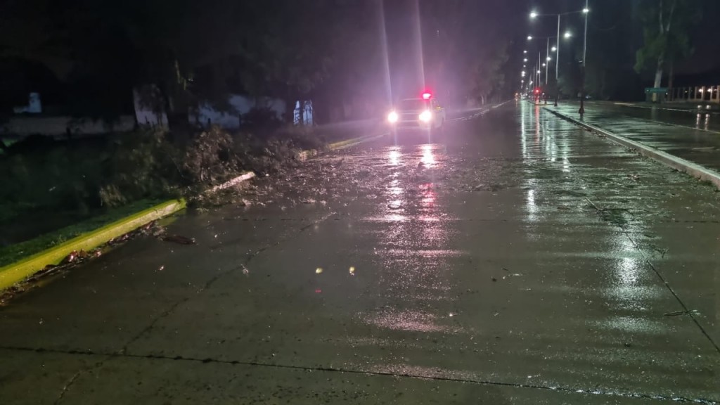 Villa Ángela: EN LA MADRUGADA, BOMBEROS LIBERÓ UNA AVENIDA DONDE CAYÓ UN EUCALIPTO  POR LA TORMENTA