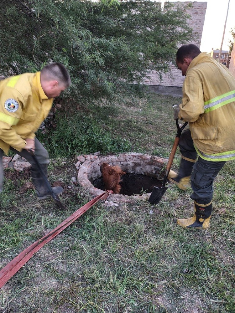 Villa Ángela: RESCATAN UN CABALLO QUE SE ENCONTRABA ATRAPADO EN UN POZO