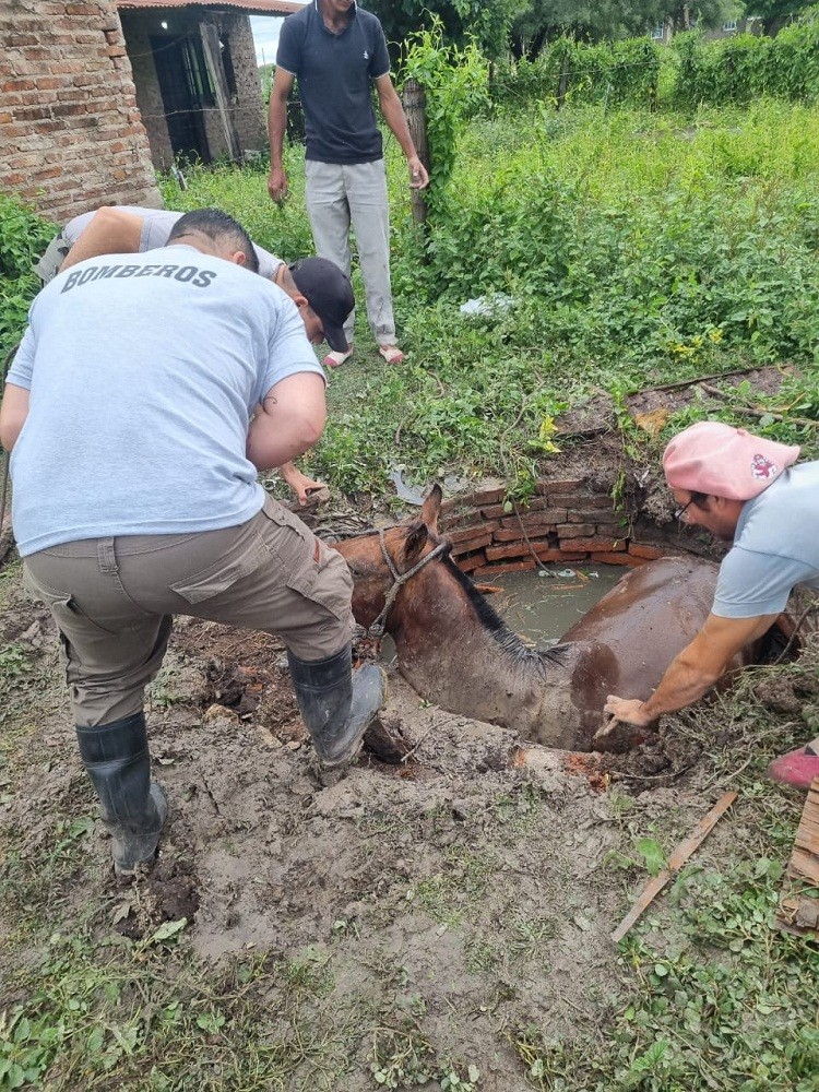 Villa Ángela: BOMBEROS RESCATARON UN EQUINO QUE CAYÓ EN UN POZO DE DOS METROS 