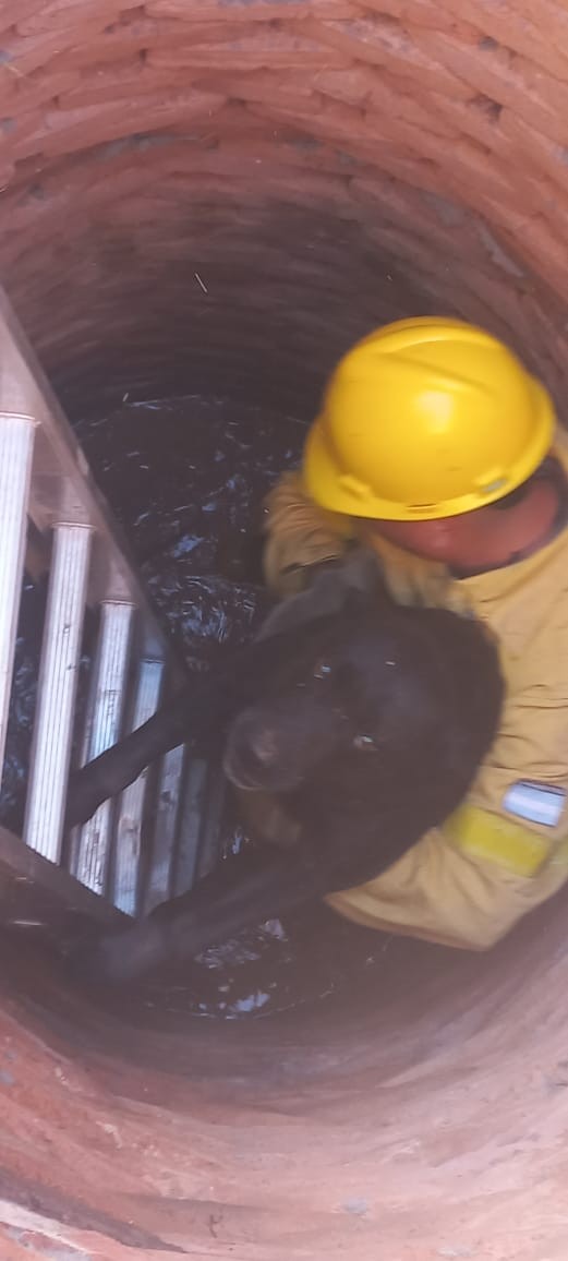 Villa Ángela: NUEVO RESCATE ANIMAL REALIZADO POR BOMBEROS 