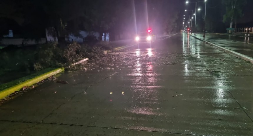 Villa &Aacute;ngela: EN LA MADRUGADA, BOMBEROS LIBER&Oacute; UNA AVENIDA DONDE CAY&Oacute; UN EUCALIPTO  POR LA TORMENTA
