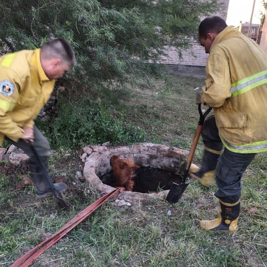 Villa &Aacute;ngela: RESCATAN UN CABALLO QUE SE ENCONTRABA ATRAPADO EN UN POZO