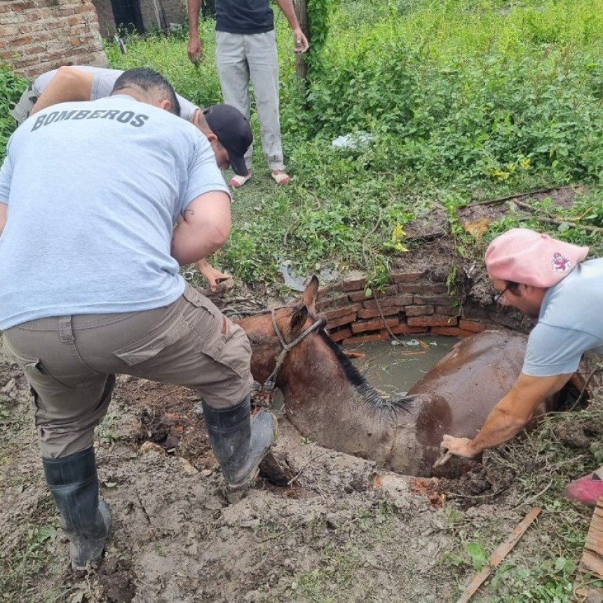 Villa &Aacute;ngela: BOMBEROS RESCATARON UN EQUINO QUE CAY&Oacute; EN UN POZO DE DOS METROS 