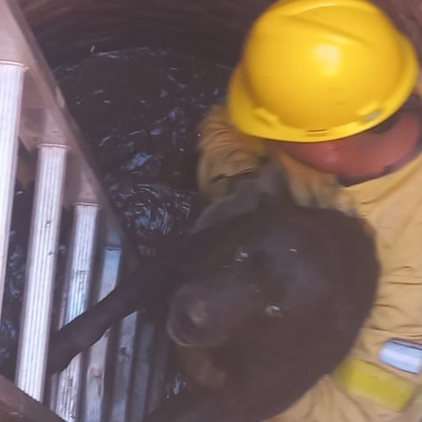 Villa &Aacute;ngela: NUEVO RESCATE ANIMAL REALIZADO POR BOMBEROS 