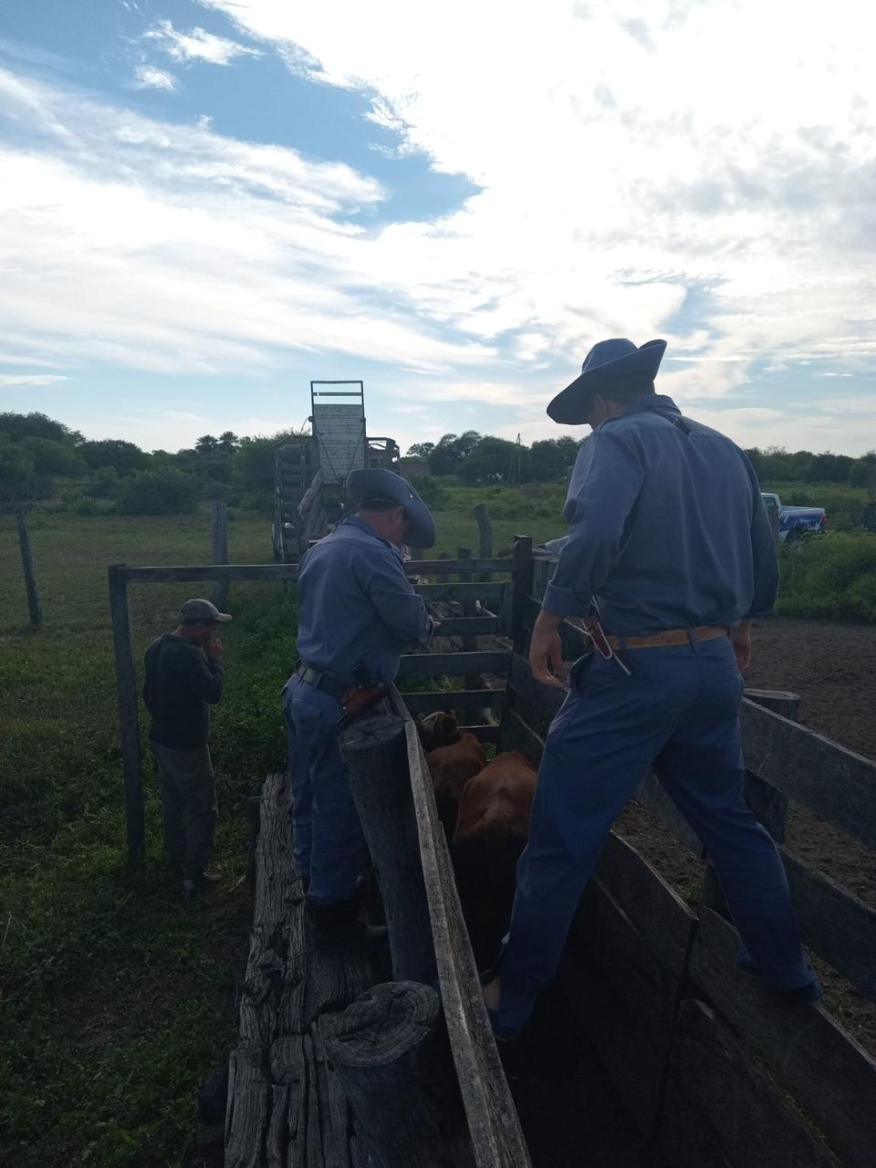 SAMUHÚ: RECUPERARON TRES ANIMALES VACUNOS EN UN CAMPO AJENO