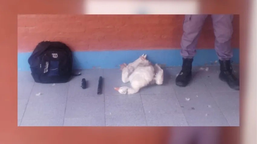 Presidencia Roca: Amenazó con un arma de fuego a su pareja y le robó un ganso